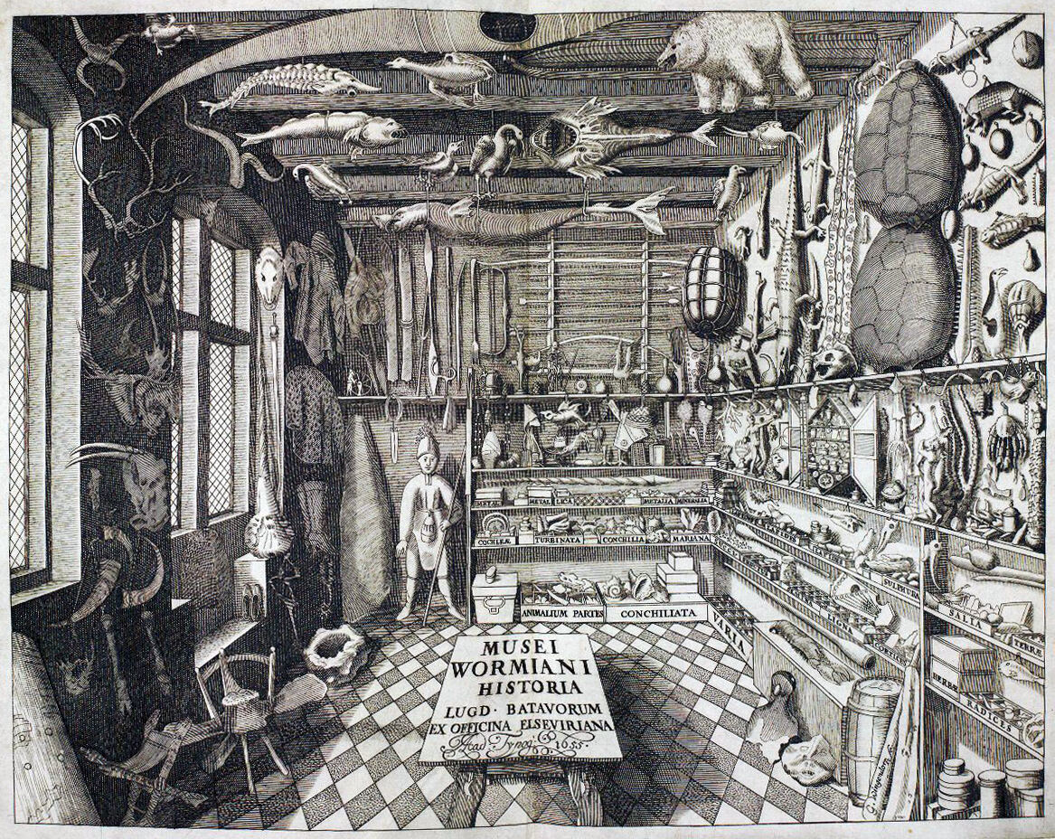Engraving of Ole Worm's cabinet of curiosities, 1655: a room crowded with shells, skulls, fish, a bear and a crocodile hung from the ceiling